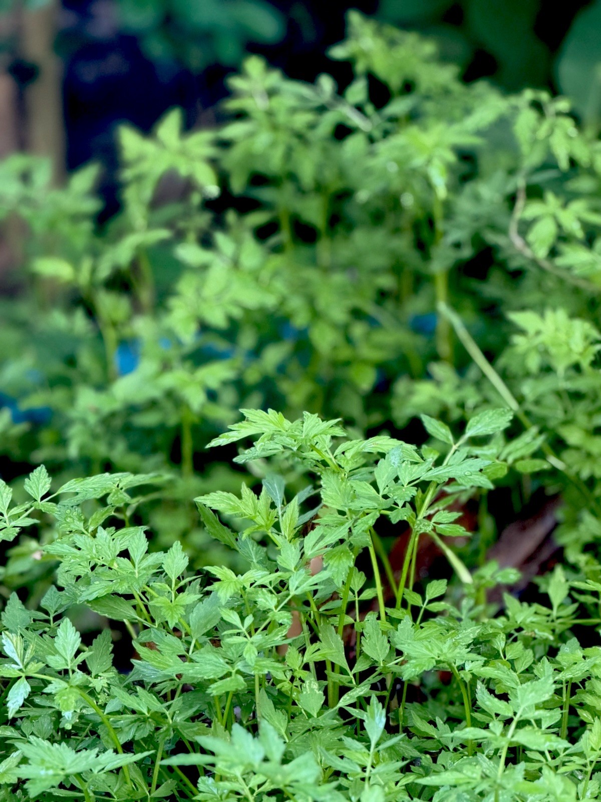 Vietnamese Water Celery ( Rau Can Nuoc ) – Easy To Grow Aquatic Asian Live Plant