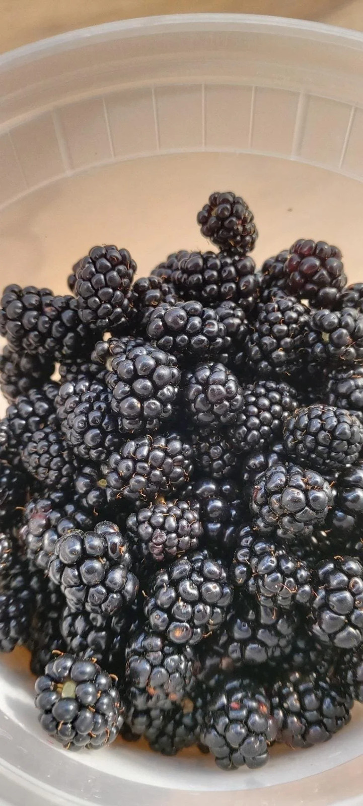 Allegheny Blackberry Plant: High Bush, Native North American Species