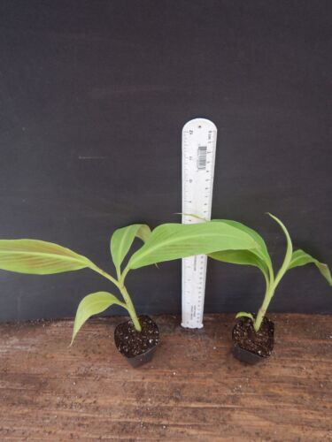 ~SIAM RUBY~Variegated Ornamental Banana SMALL ROOTED STARTER PLANT~VERY RARE~HTF