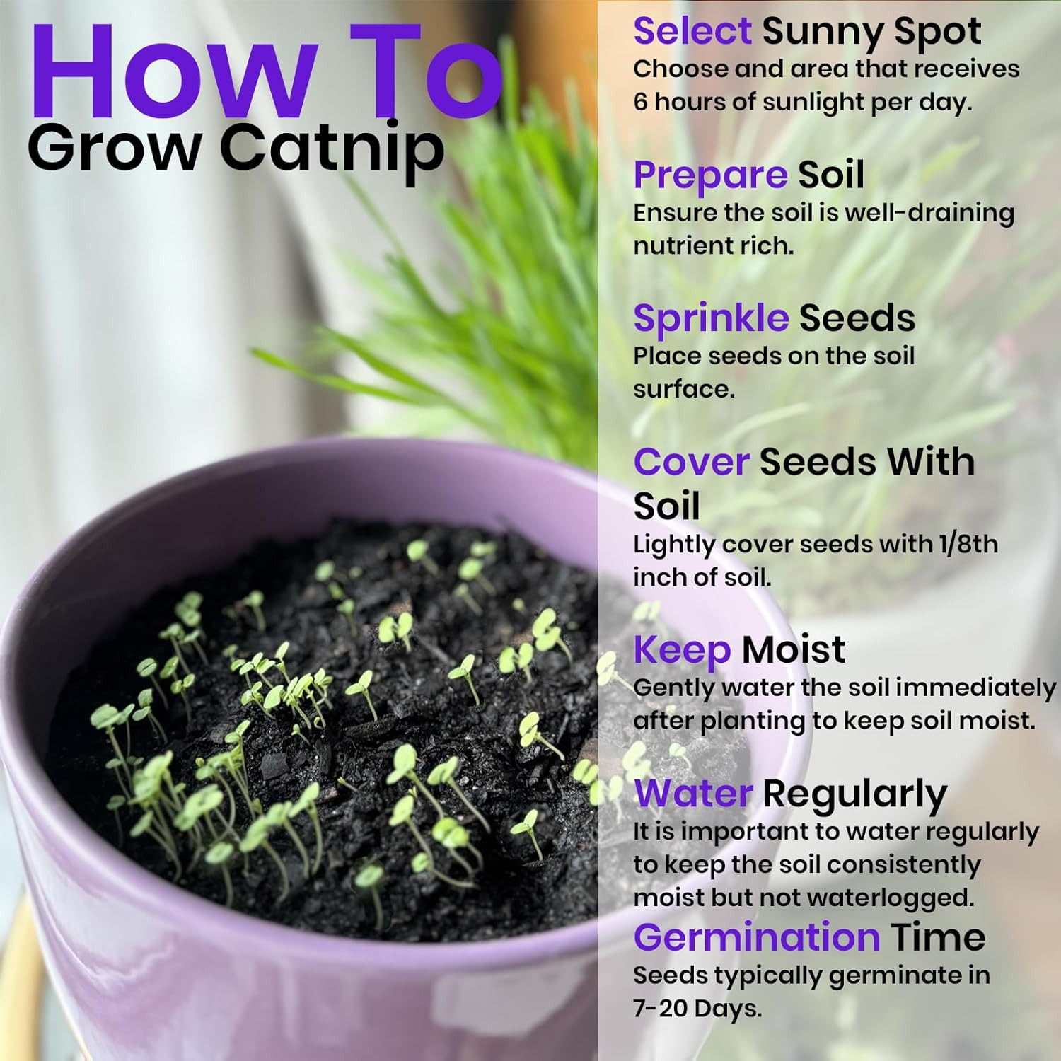 Cat Grass Seeds & Catnip Seeds – 3 Pack Variety Kit, Cat Grass for Indoor Cats