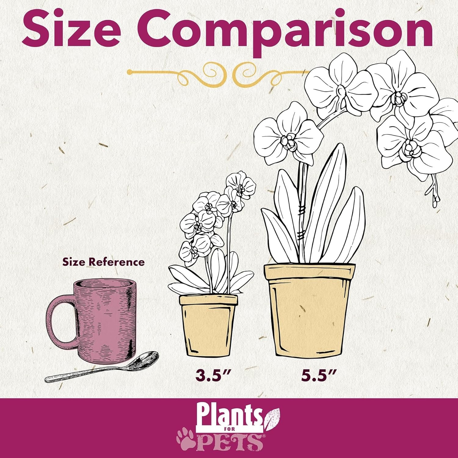 Live 20-24″ Phalaenopsis Orchid in Decorative White Pot – Perfect Gift