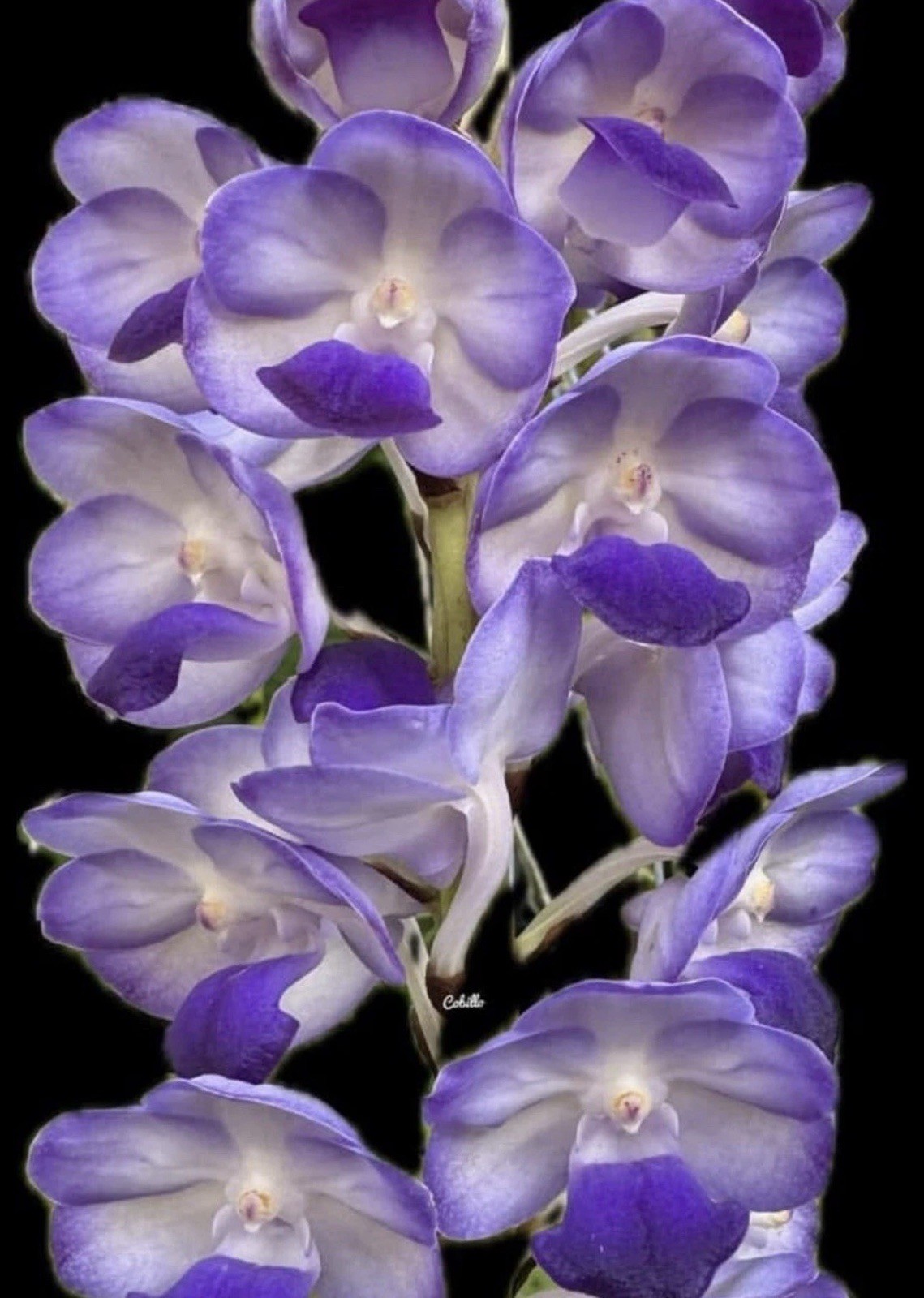 V. Hongsilp X V ceorulea. orchid Seedling