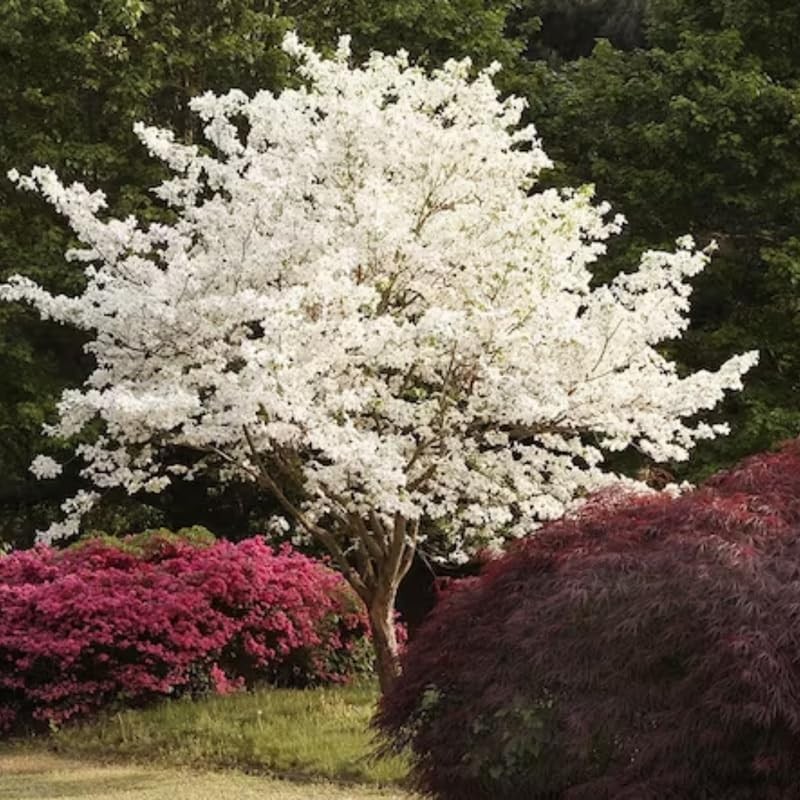 2 White Dogwood Trees Live Plants 12-24 Inch Tall, in Quart Pot