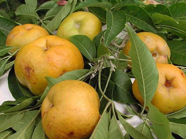 Suebelle Sapote Tropical Fruit Trees