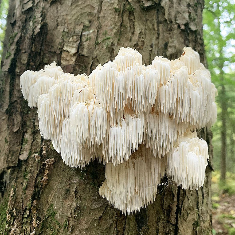 Lions Mane (Hericium erinaceus) Liquid Culture