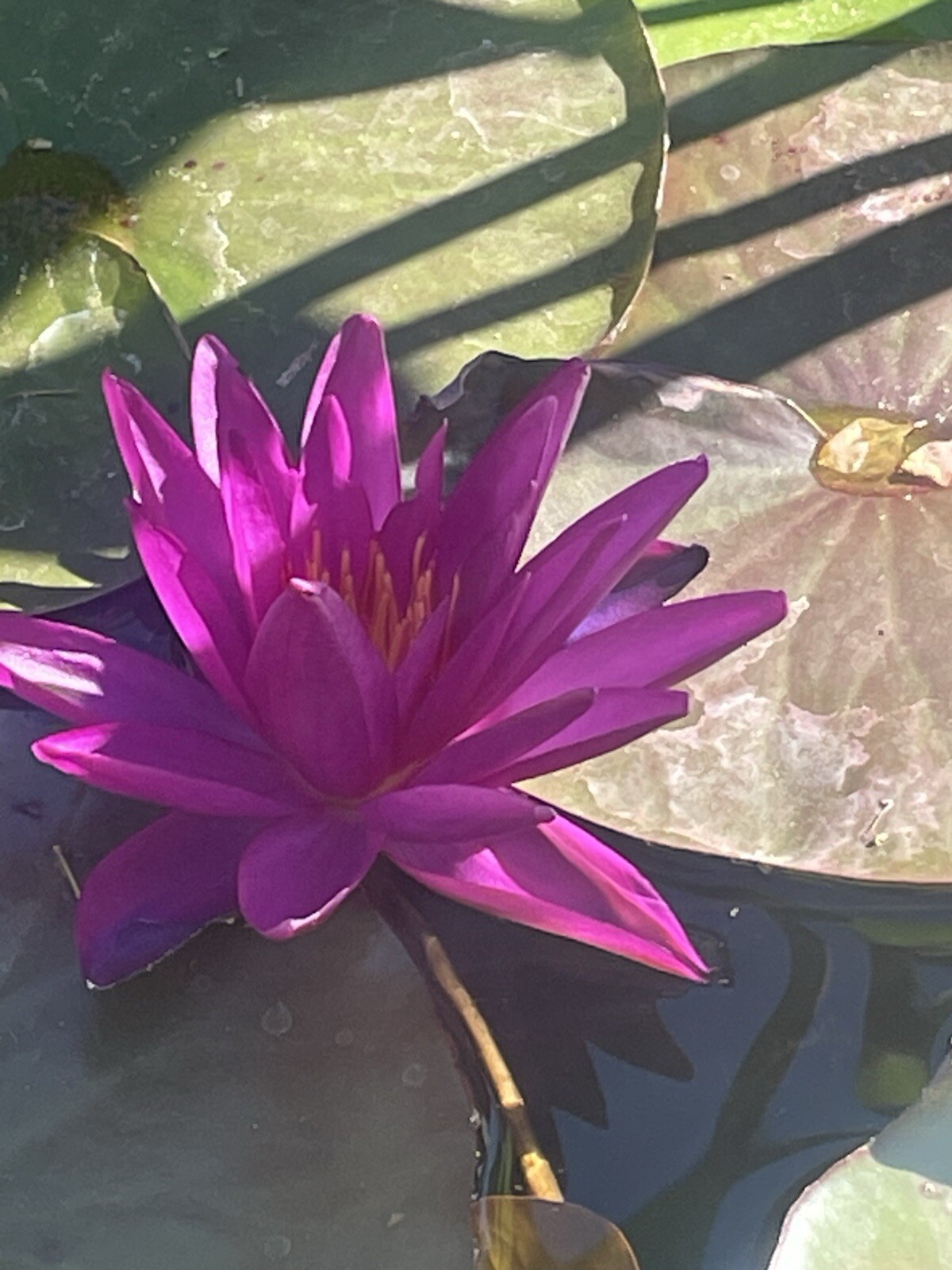 Purple Detective Erika Winter Hardy Water Lily Award Winning Pond Plant