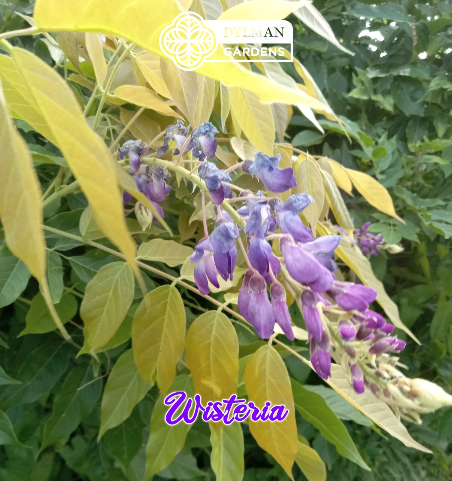 Japanese Wisteria (Wisteria floribunda) Flowering Vine – Bonsai – Multiple Sizes