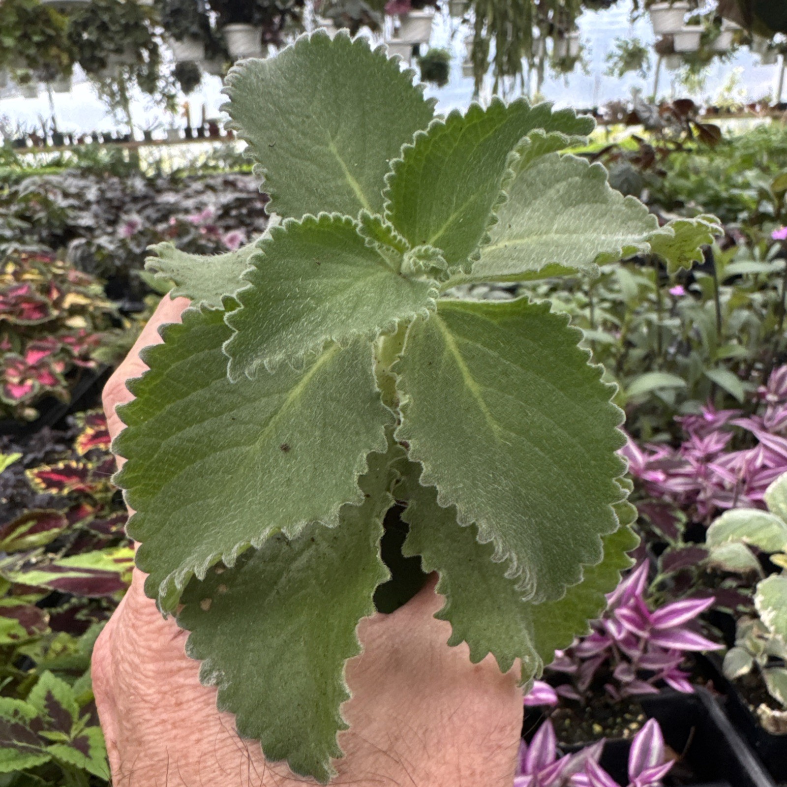 Cuban Oregano- Plectranthus amboinicus