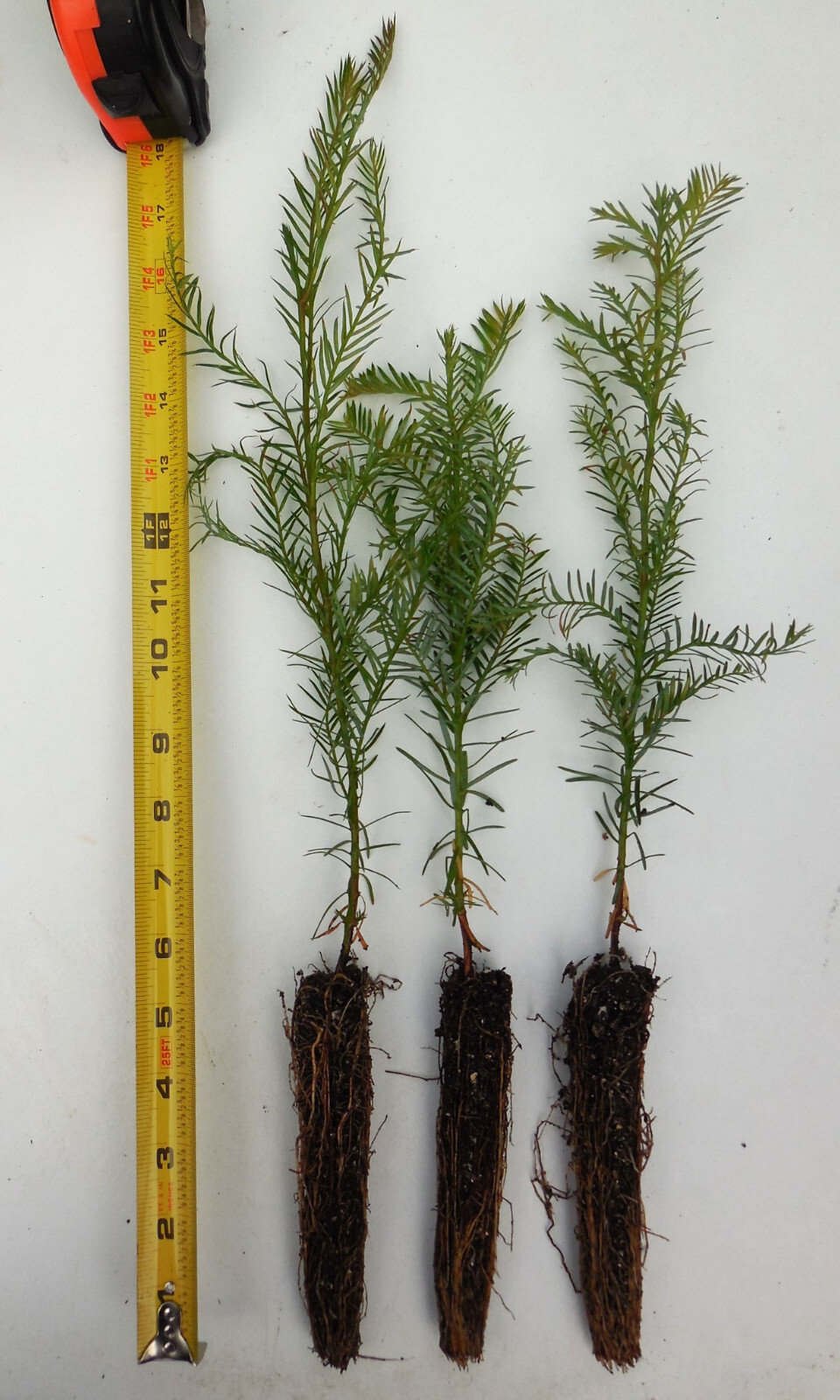 Coast Redwood Trees, 8” – 14” Tall – Landscape Tree / Screen / Bonsai