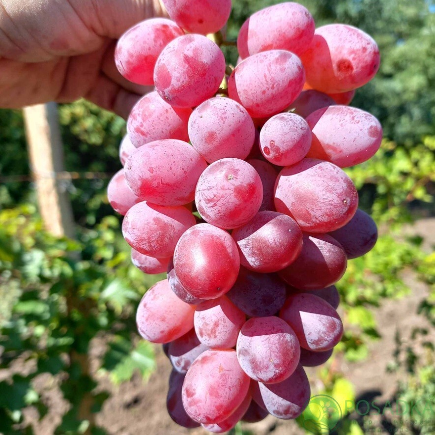 Apache table grape- 2 cuttings ,imported/Ukraine- no roots- easy to root