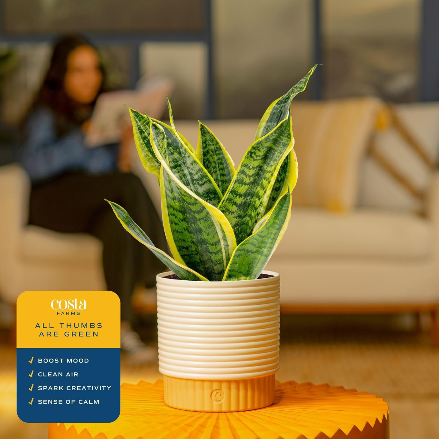 Large Snake Plant in Decorative Pot Easy Care Indoor Houseplant 12-20