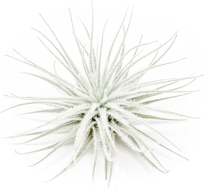 Tectorum Ecuador Air Plant – Multiple Sizes, Easy Care Indoor/Outdoor Decor