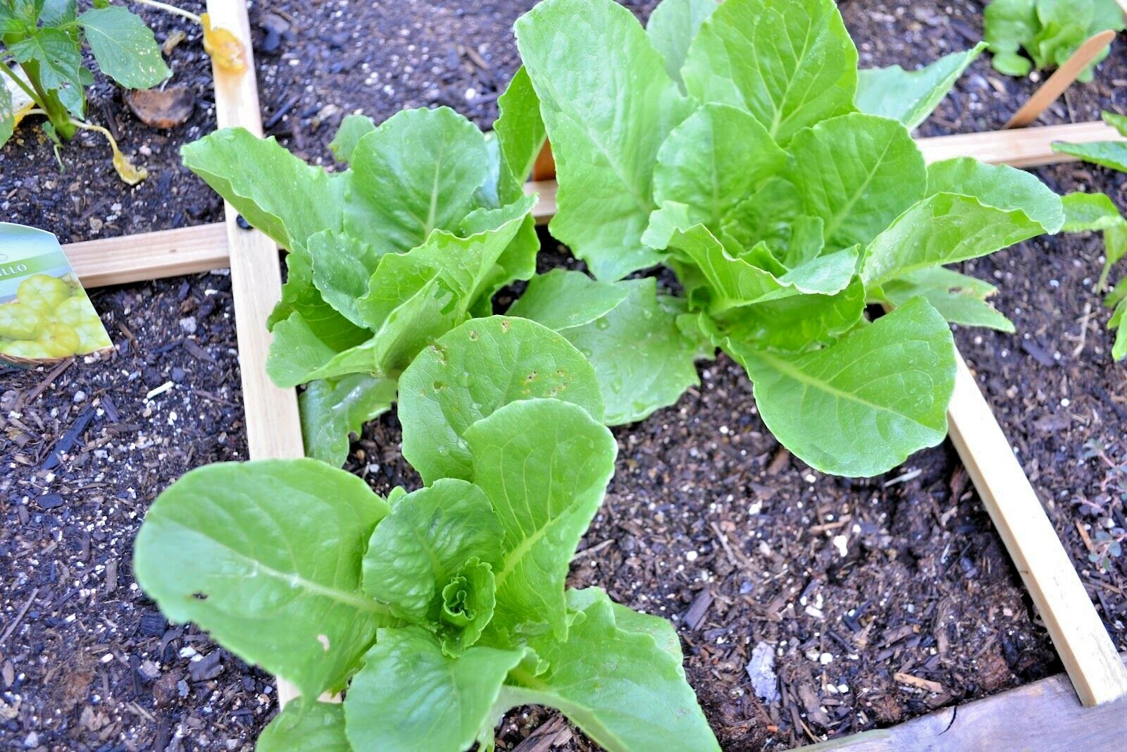 601+PARIS ISLAND Cos Romain LETTUCE Seeds Organic Spring Fall Garden Container