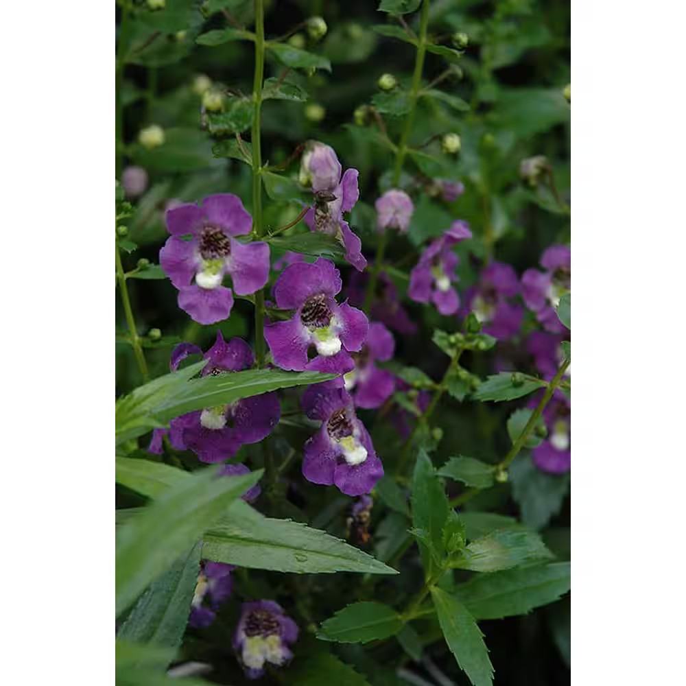 1.38-Pint Angelonia Purple Flower in 4.5 In. Grower’S Pot (4-Pack)