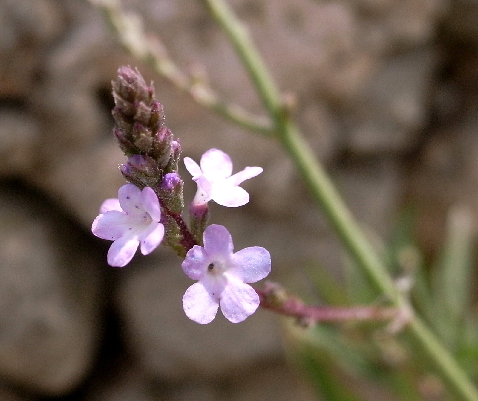 100 True Vervain Seeds – Verbena officinalis – Medicinal Herb and Lovely Flower!