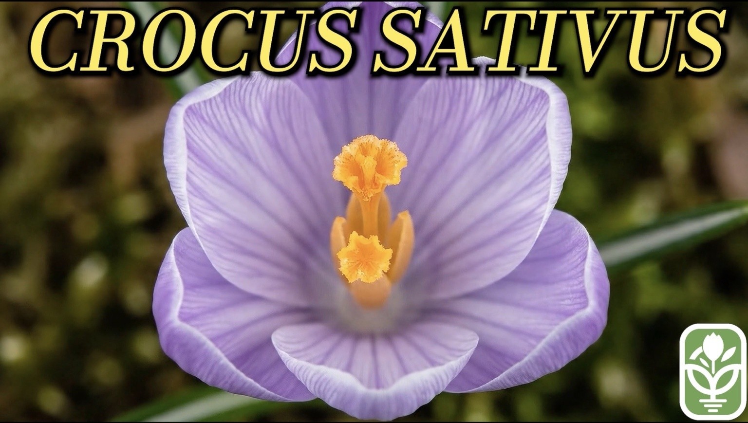 10 Large Saffron Crocus Corms – Purple Blooms, Perennial Outdoor Bulbs for Spice