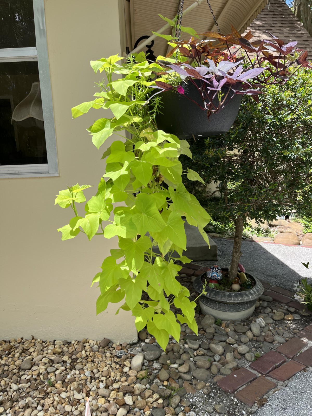 4 Live Rooted Blackie And Chartreuse Sweet Potato Vine ,No Pot Fresh Free Ship