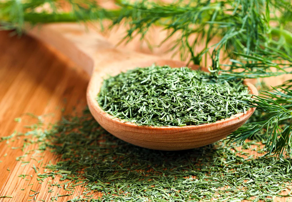 Mammoth Long Island Dill Seeds |Heirloom Herb Garden Cucumber Pickling Seed 2024
