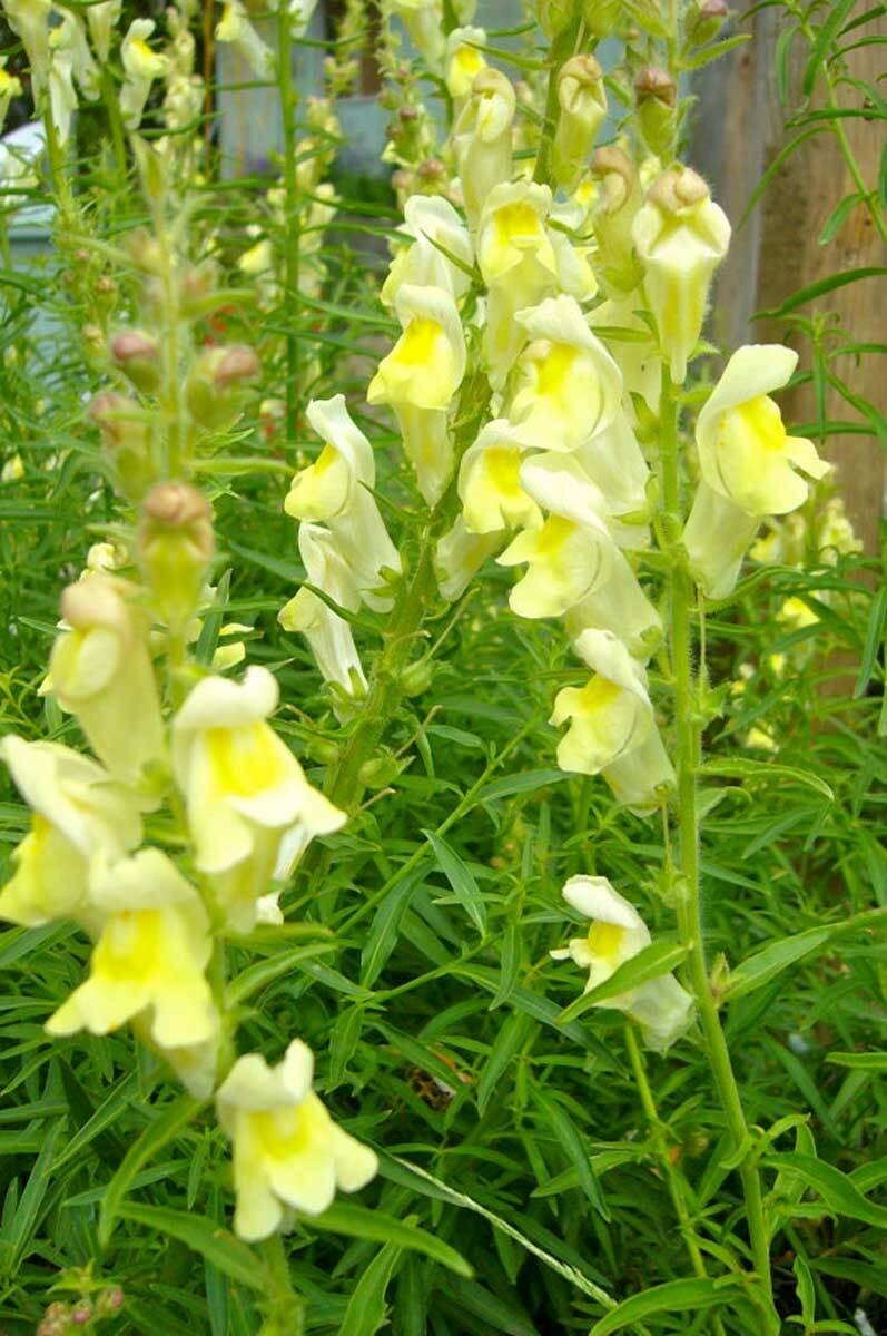 Antirrhinum braun-blanquetii | Perennial Snapdragon | 50_Seeds
