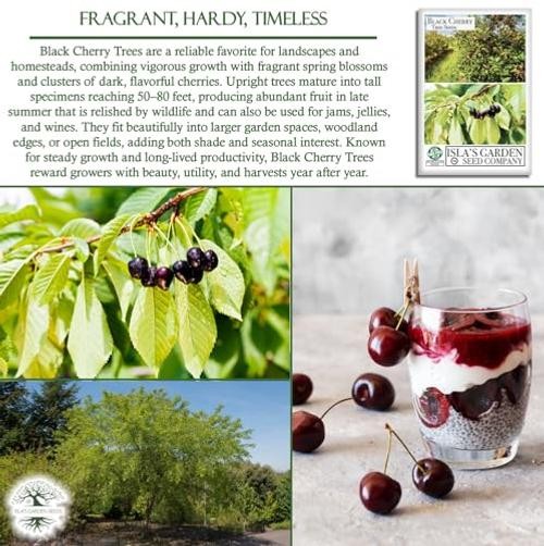 Black Cherry Tree Seeds (Prunus serotina, Wild Black Cherry) – 25+ Non-GMO &