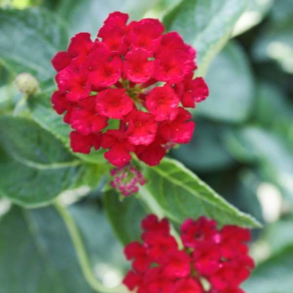 Lantana Assorted Rooted Starter Plant Bundle Live House Plants BUY 2 GET 1 FREE