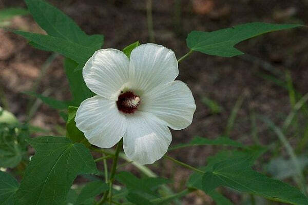 Hibiscus laevis | Soldier Rose Mallow | 10 Seeds