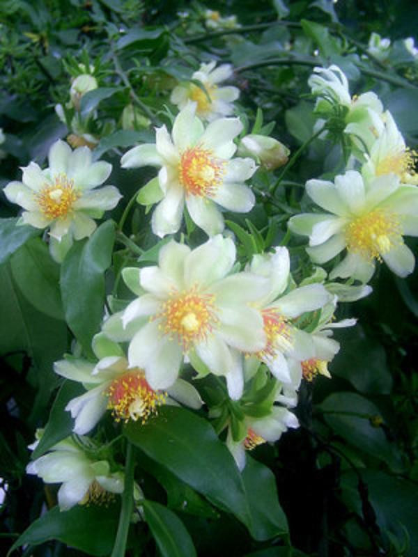 Pereskia aculeata @ SEED Barbados gooseberry rare rose cactus leaf cacti 5 SEEDS