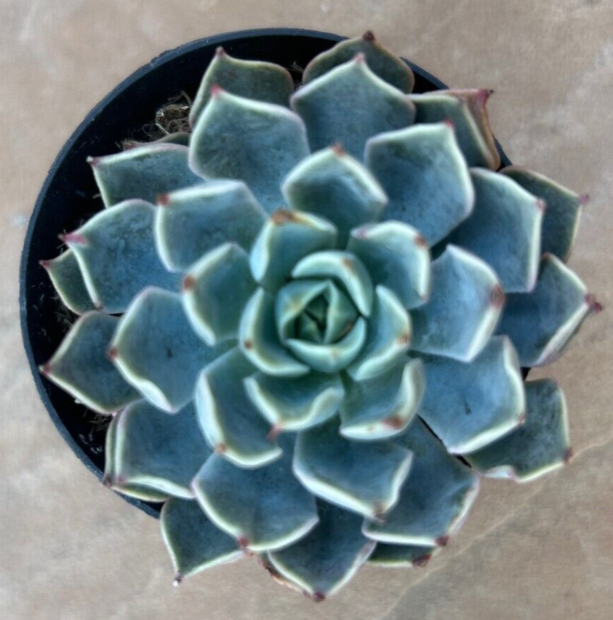 Echeveria ‘Allegra’ Comes in a 2.5″ Pot