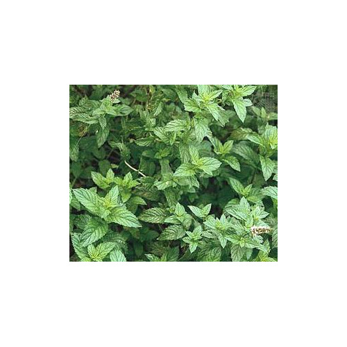 Spearmint Great Garden Herb By Seed Kingdom 20,000 Seeds