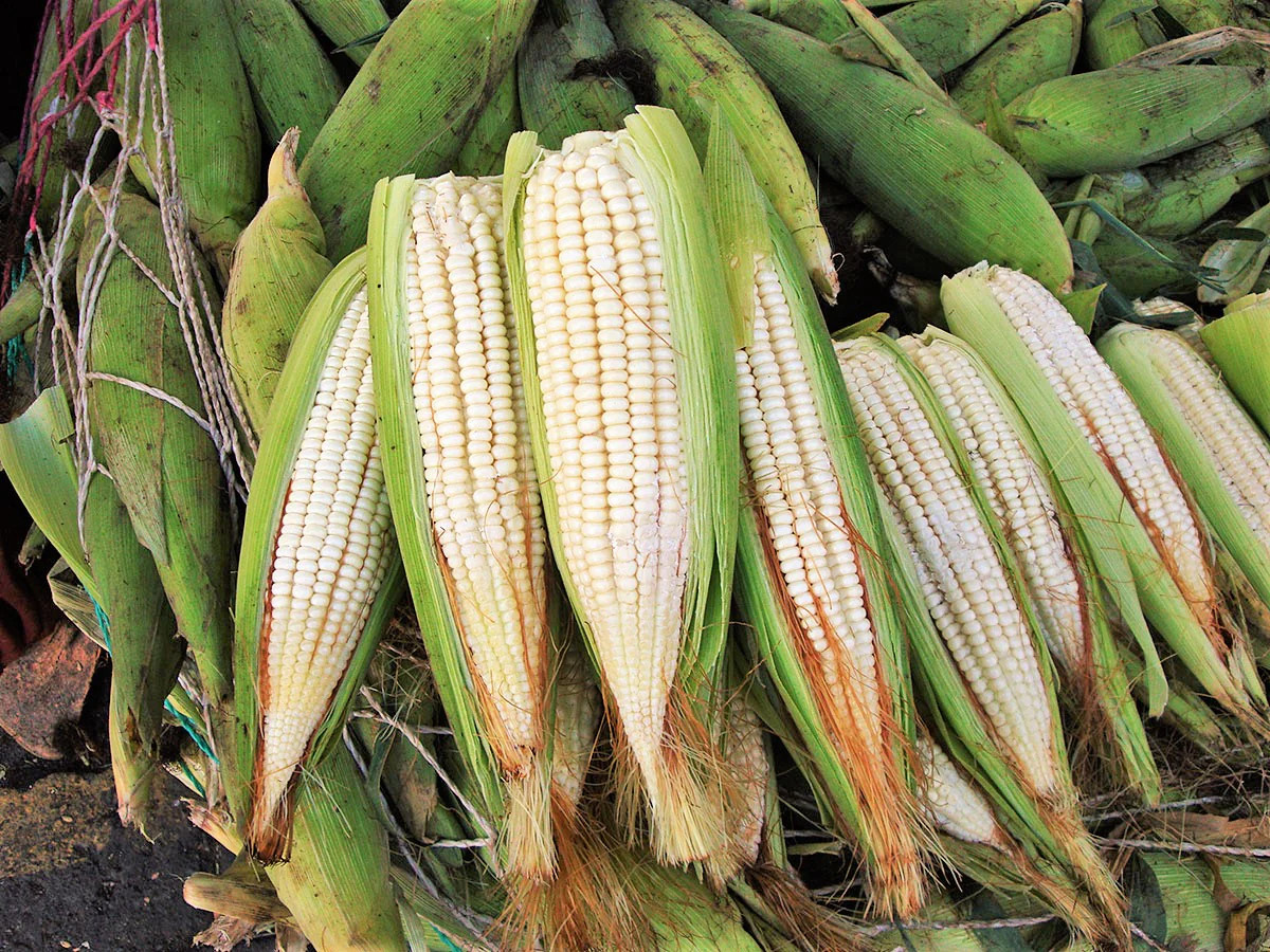 Silver King White Dent Corn Seeds | Open Pollinated Flint Field Feed Silage 2024