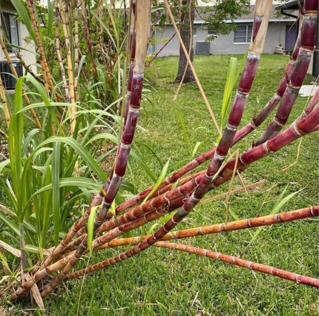 1 pot Yellow / red Sugar Cane Rooted Plants Juicing Chewing Sugarcane Organic