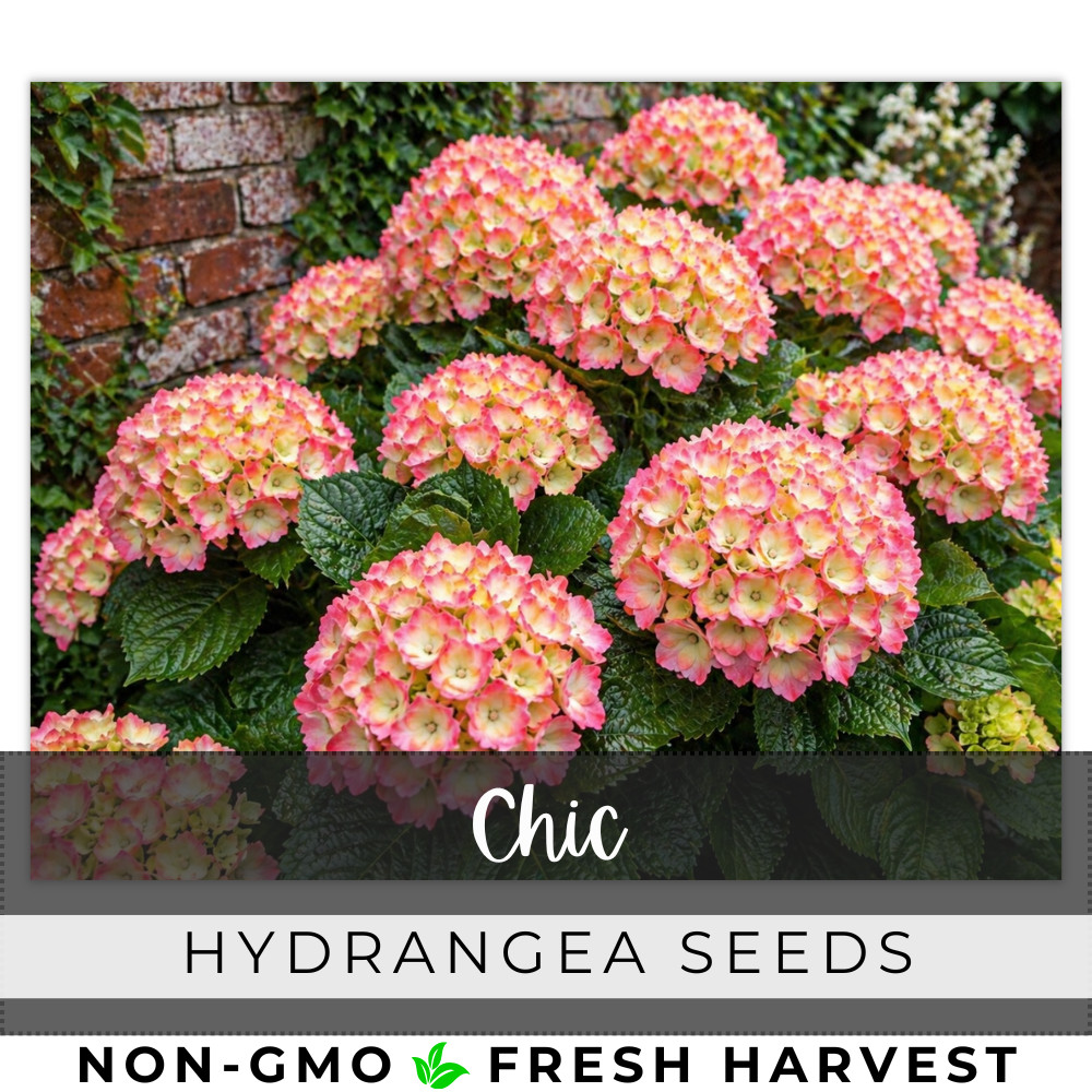 Chic Hydrangea Seeds 150 Seeds Flower, Flower Seeds, Non GMO
