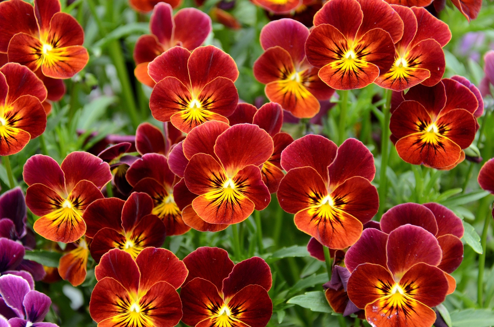 50 RED & YELLOW PANSY VIOLA Violet Flower Seeds *Flat S/H