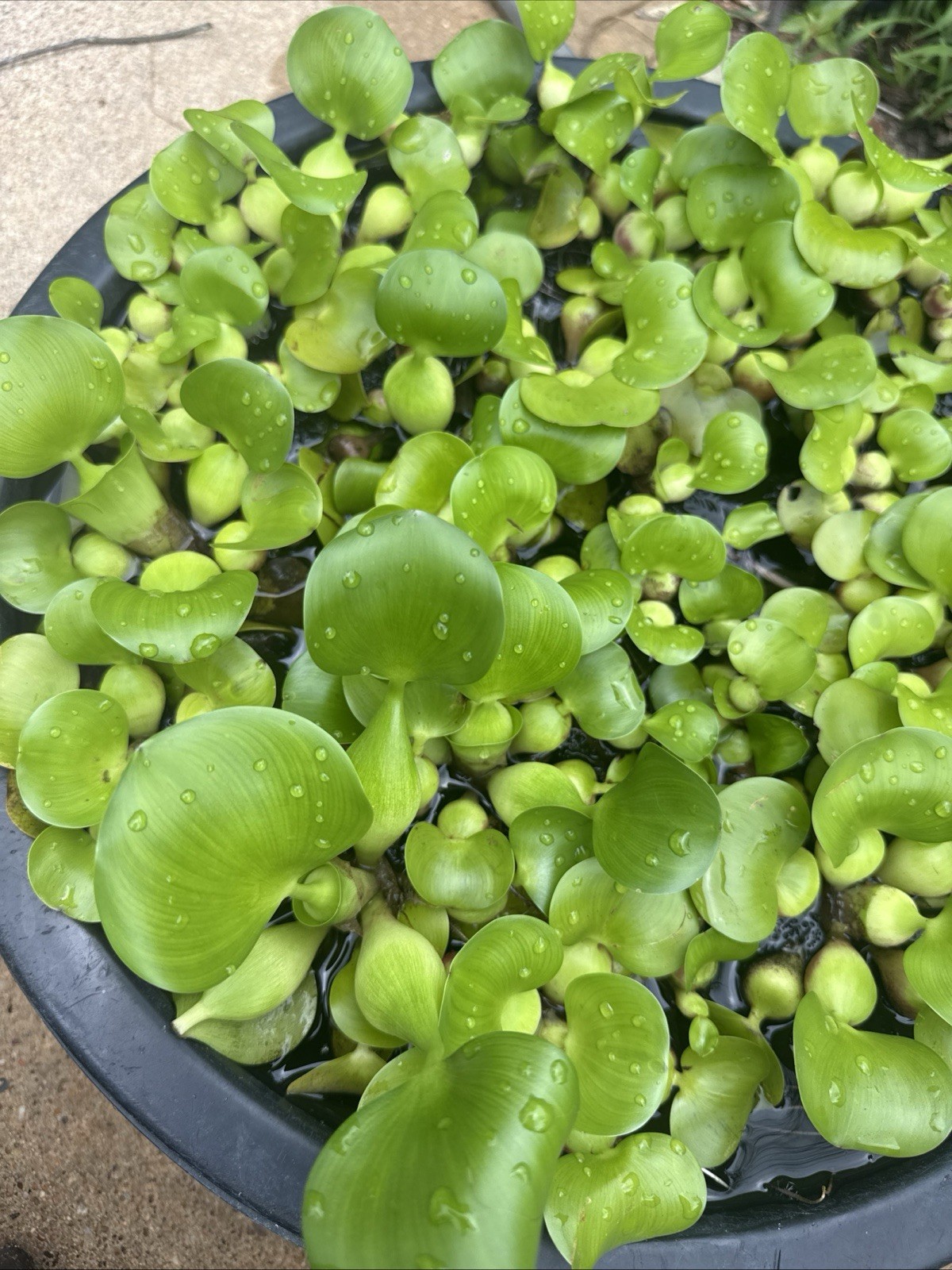 6 (six) Water Hyacinth Pond Plant Floating Live