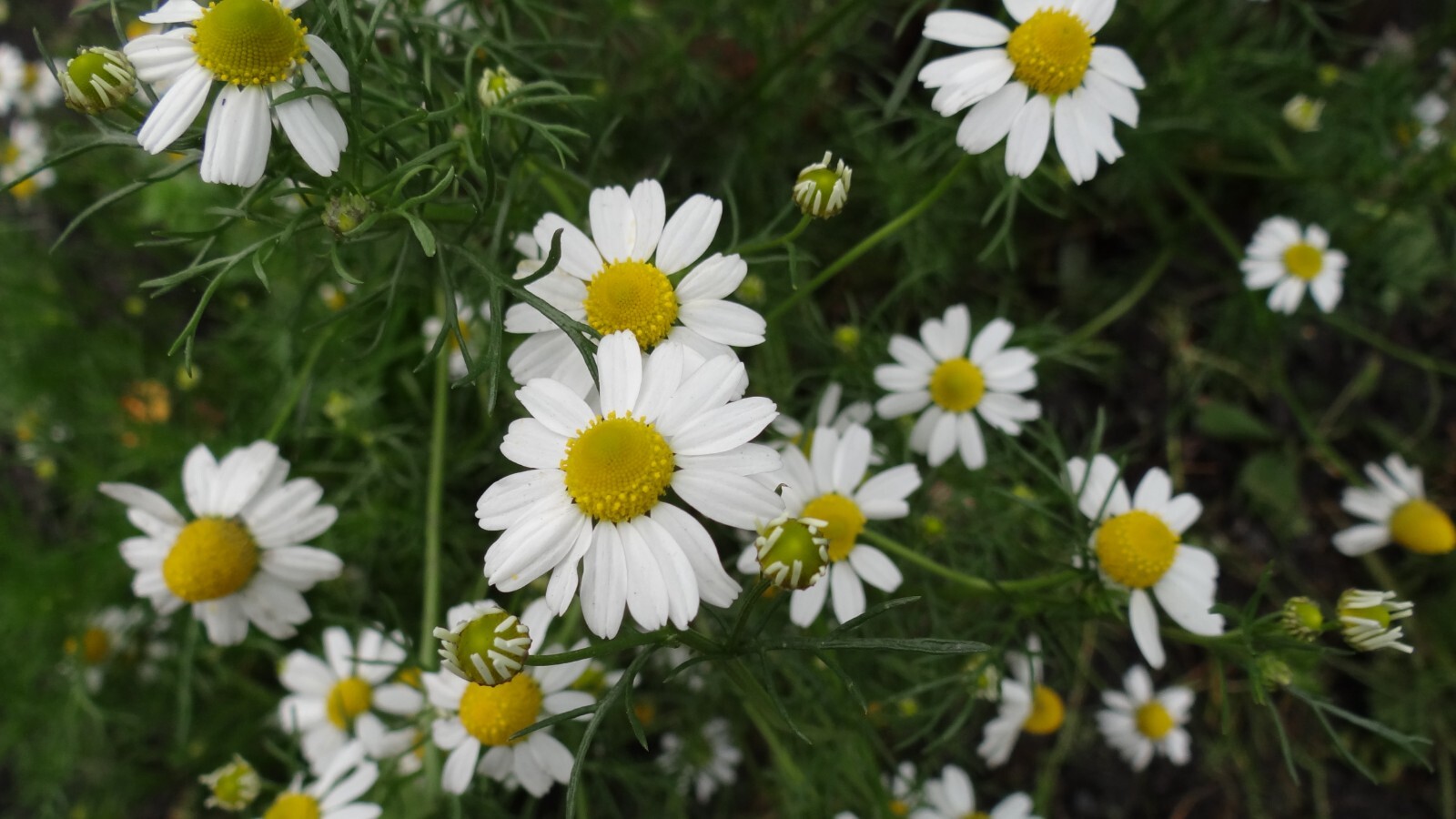 500 Roman Chamomile Seeds – Chamaemelum nobile – Non-GMO Medicinal Herb