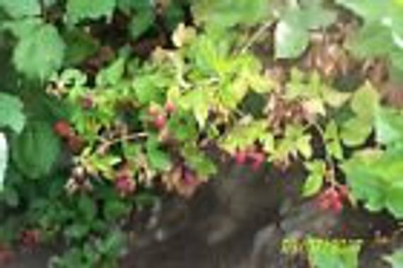 ORGANIC TRIPLE CROWN Thorn less Blackberry Bare Rooted Plant 6-8″ long 1 count