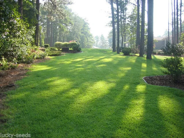 Zenith Zoysia Grass Seed 100% Pure – 1/4 Lb