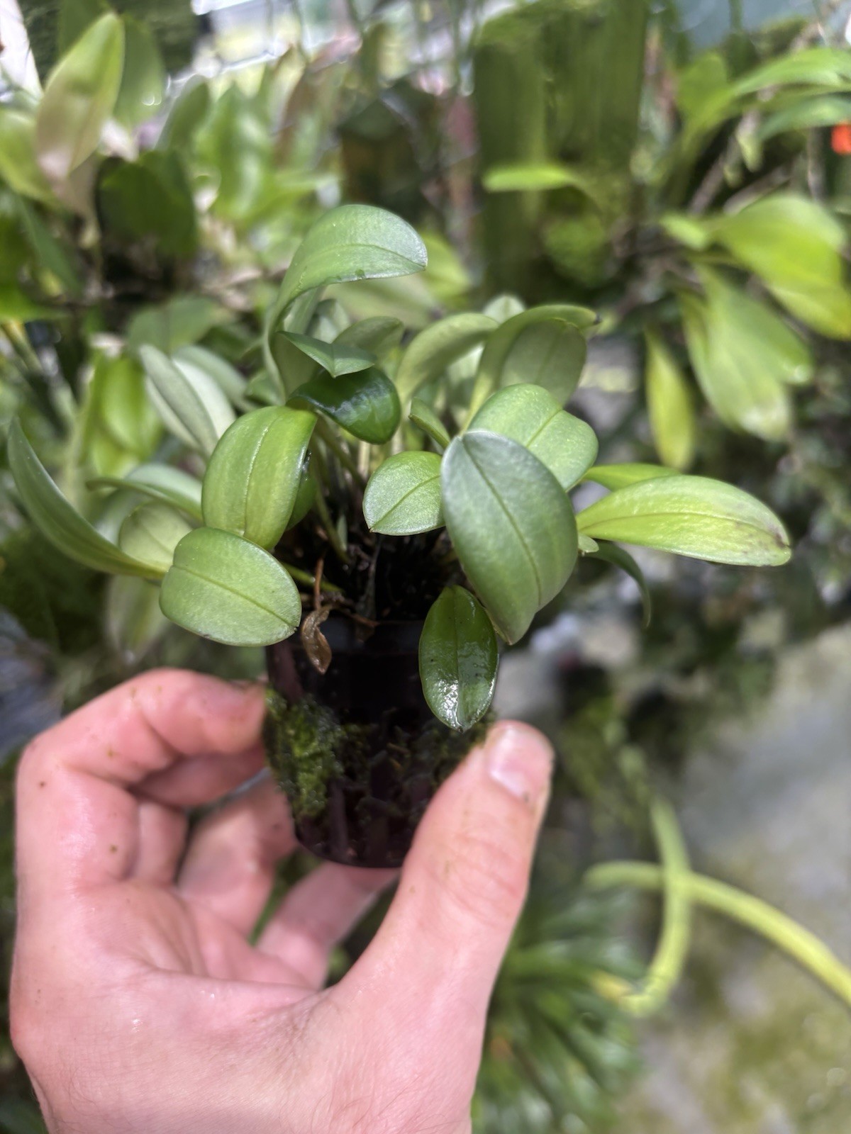 Masdevallia estradae Intermediate Growing Miniature Orchid Species
