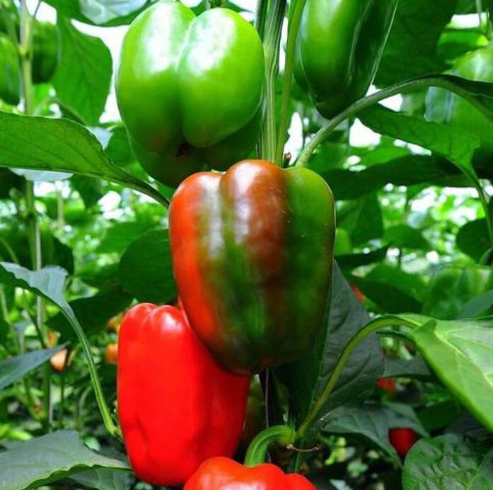 50+ California Wonder Bell Sweet pepper Seeds Heirloom Non-GMO Fresh USA