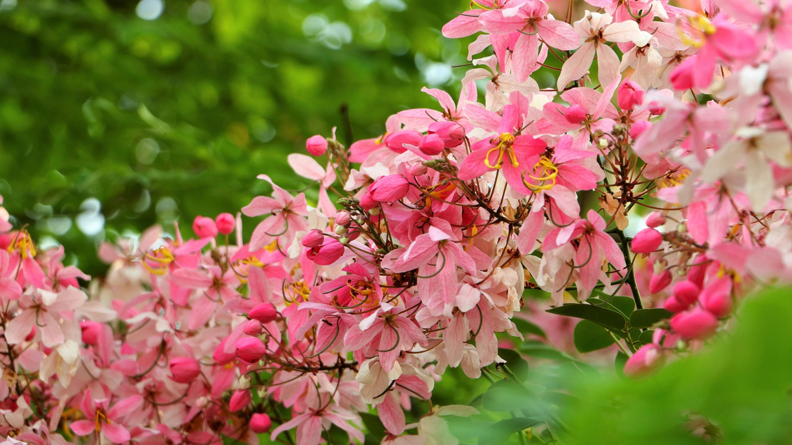 5 PINK SHOWER TREE Cassia Javanica Rainbow Apple Blossom Pink White Yellow Seeds