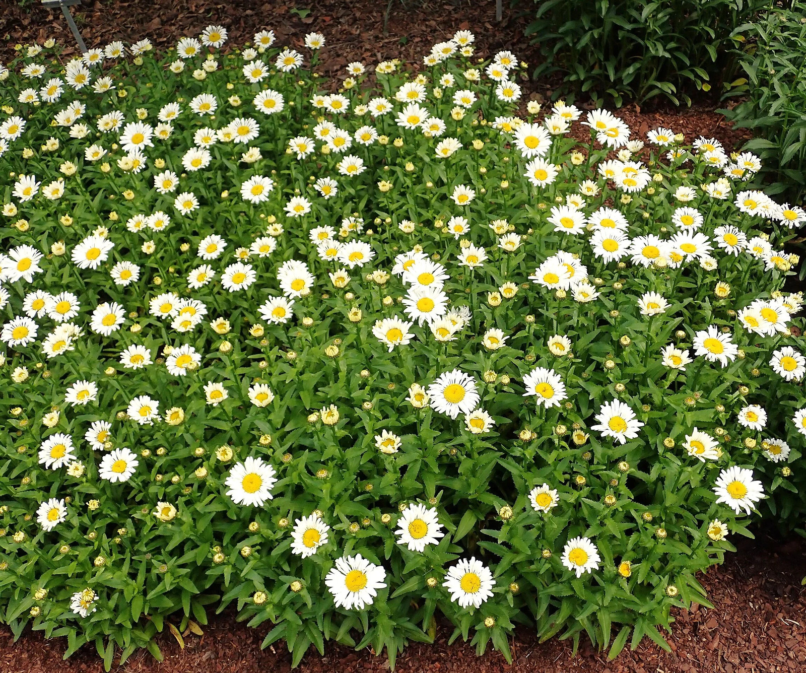 Shasta Daisy Seeds | Classic White Daisies Wildflower Perennial Flower Seed 2025