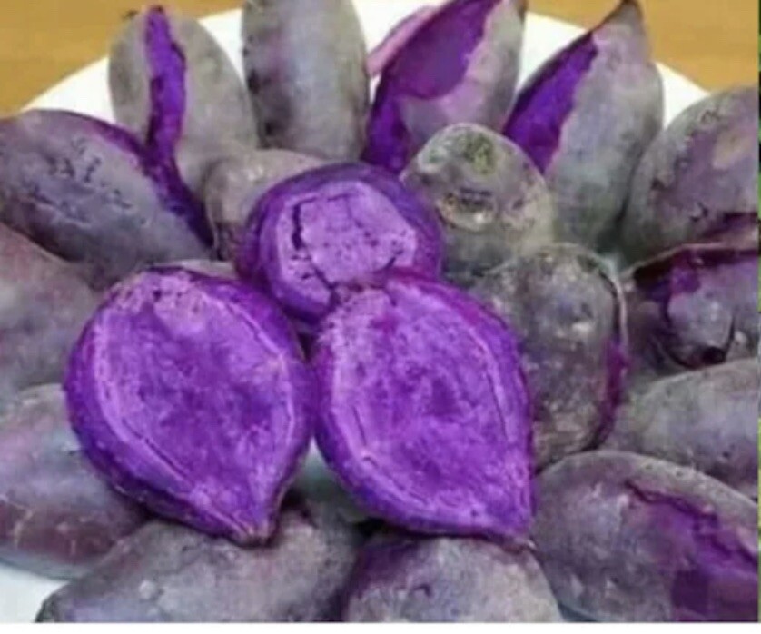 10Purple Sweet potato Slips – Cuttings Sweet Potato Plants / Khoai Lang Tím