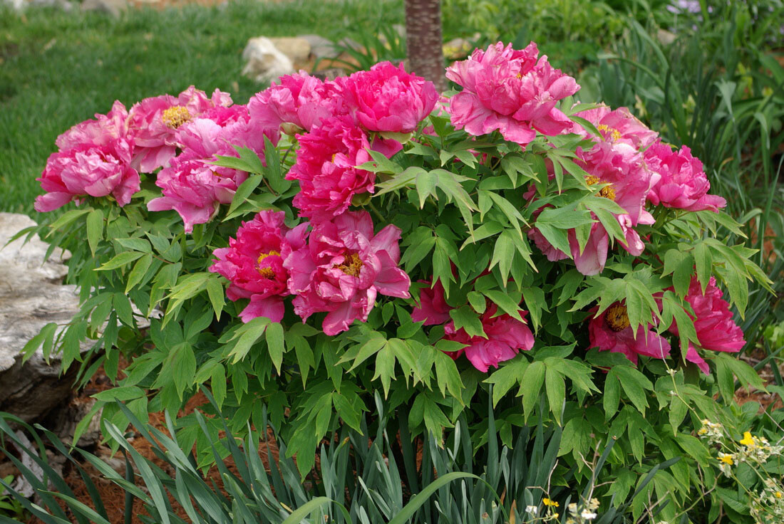 Tree Peony, Paeonia suffruticosa, Seeds