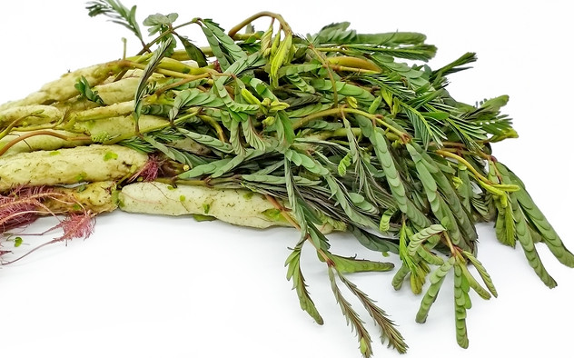 30+ PCS WATER MIMOSA VEGETABLE SEEDS, HẠT RAU NHÚT |99% GERMINATION|
