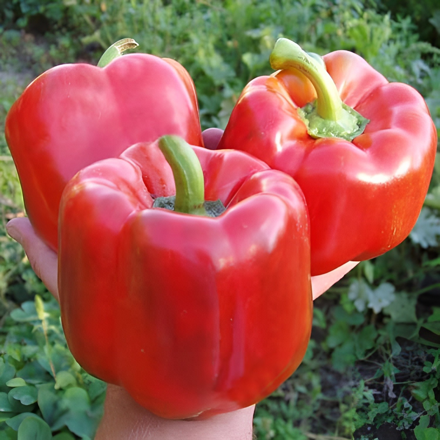 100 Giant Heirloom Quadrata D’Asti Rosso Bell Pepper Seeds Huge 6″-7″ Inch Bell