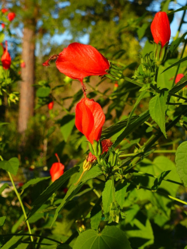 Turk’s Cap Live Plant – 1 Gallon – Fully Rooted Texas Native Shrub
