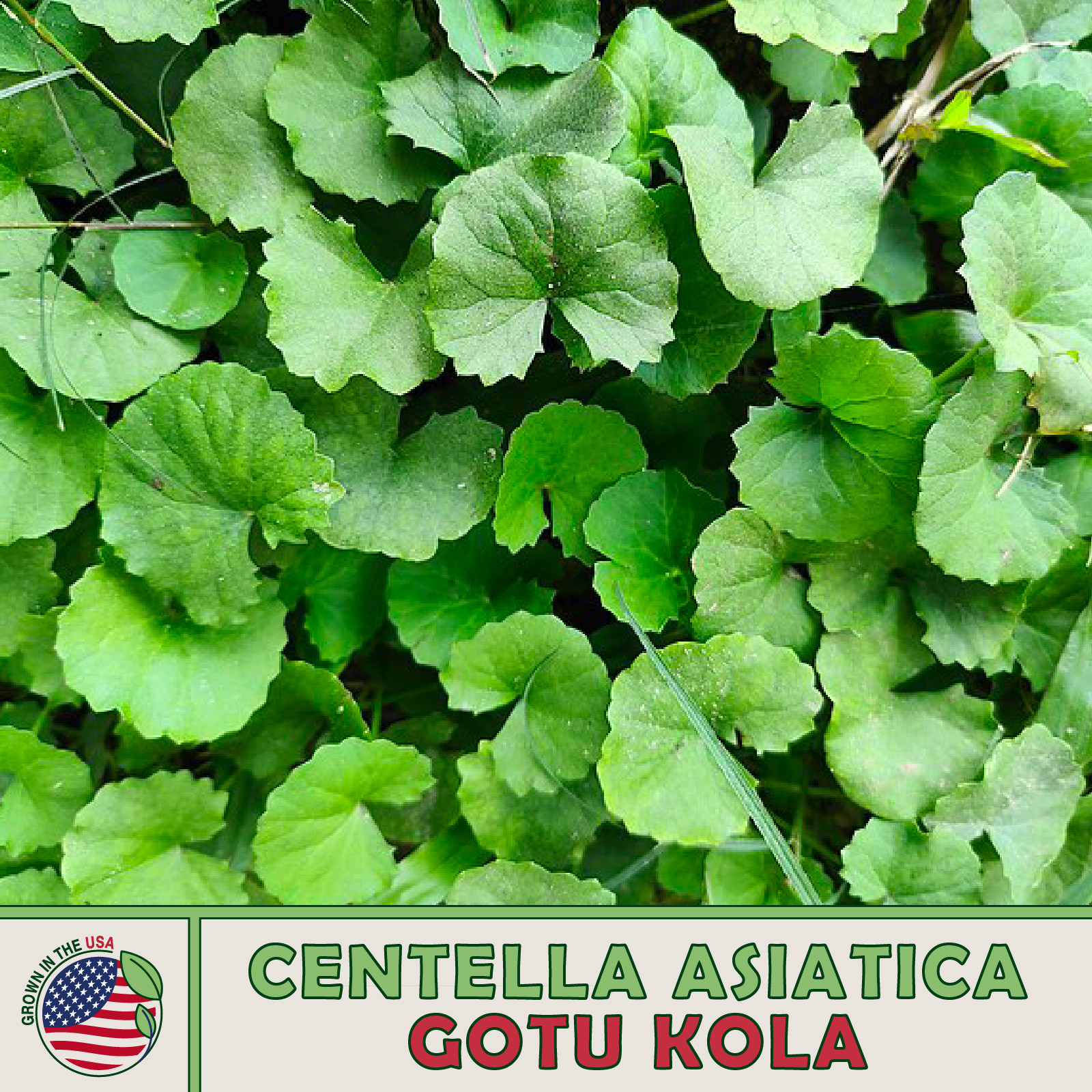 100+ Gotu Kola Seeds, Centella Asiatica, Indian Pennywort, Non-GMO, Genuine USA