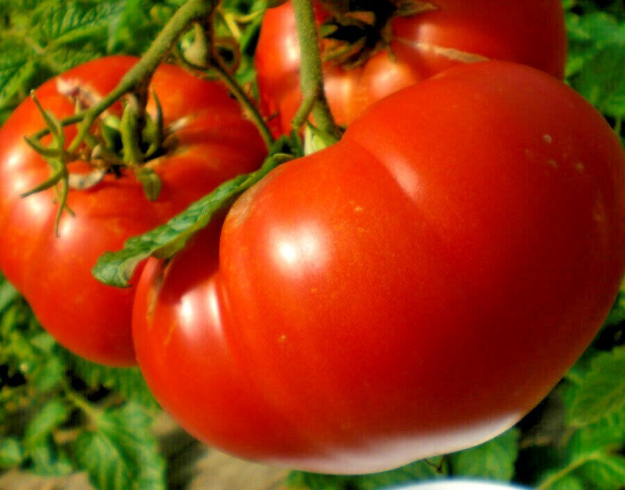 50+MORTGAGE Lifter TOMATO Seeds Organic Native Heirloom Vegetable Container Easy