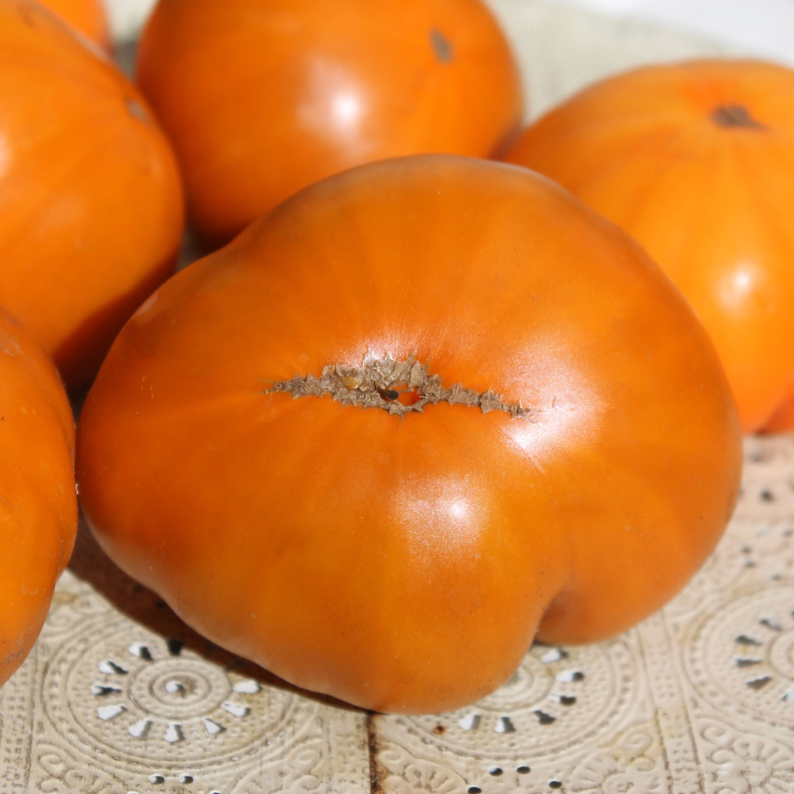 10 seeds Uluru Ochre DWARF Tomato Variety ORGANIC DTP beefsteak