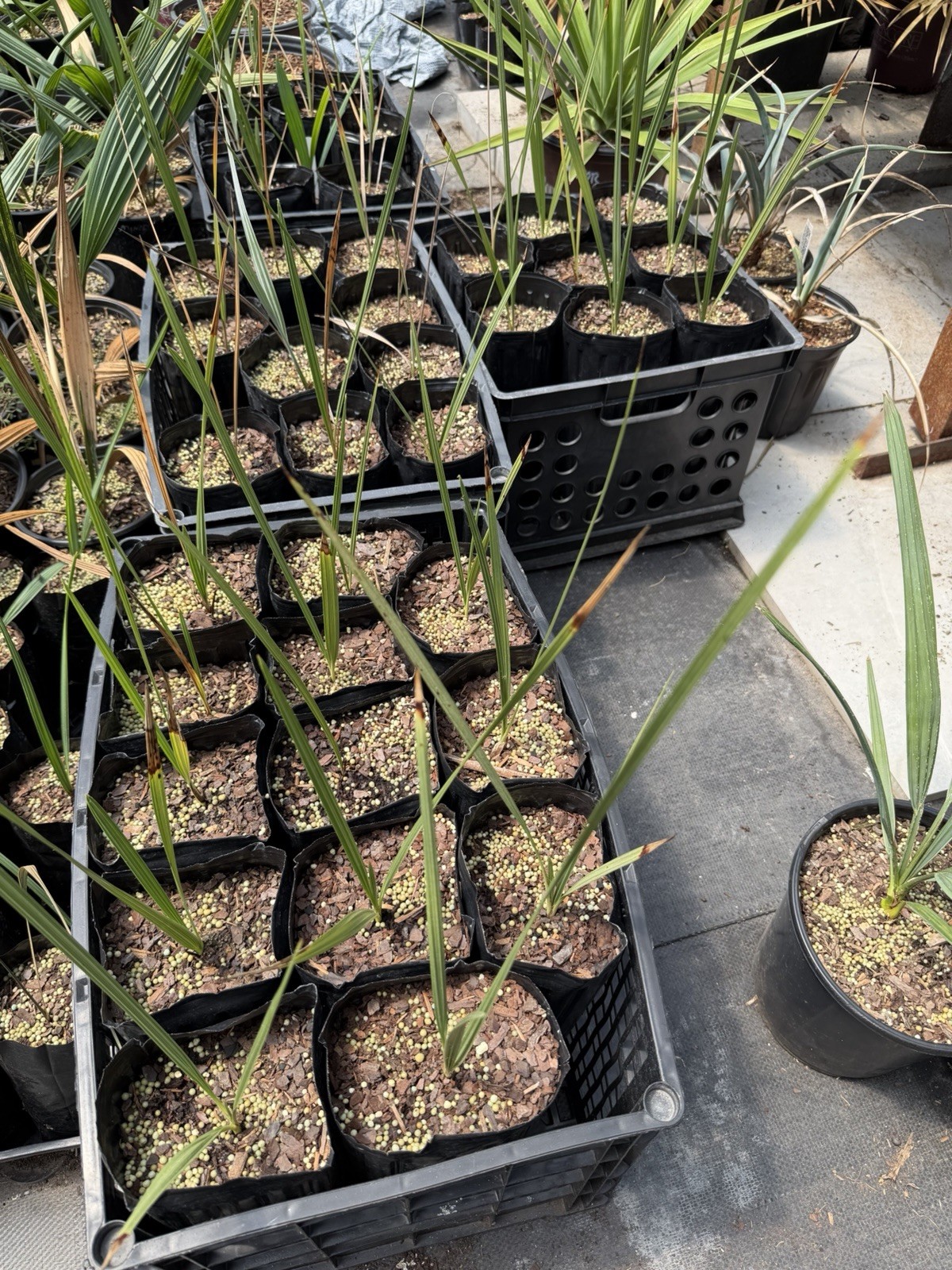 Nannorrhops ritchiana (Mazari Palm) – Tall Tree Pot – Cold Hardy Desert Palm